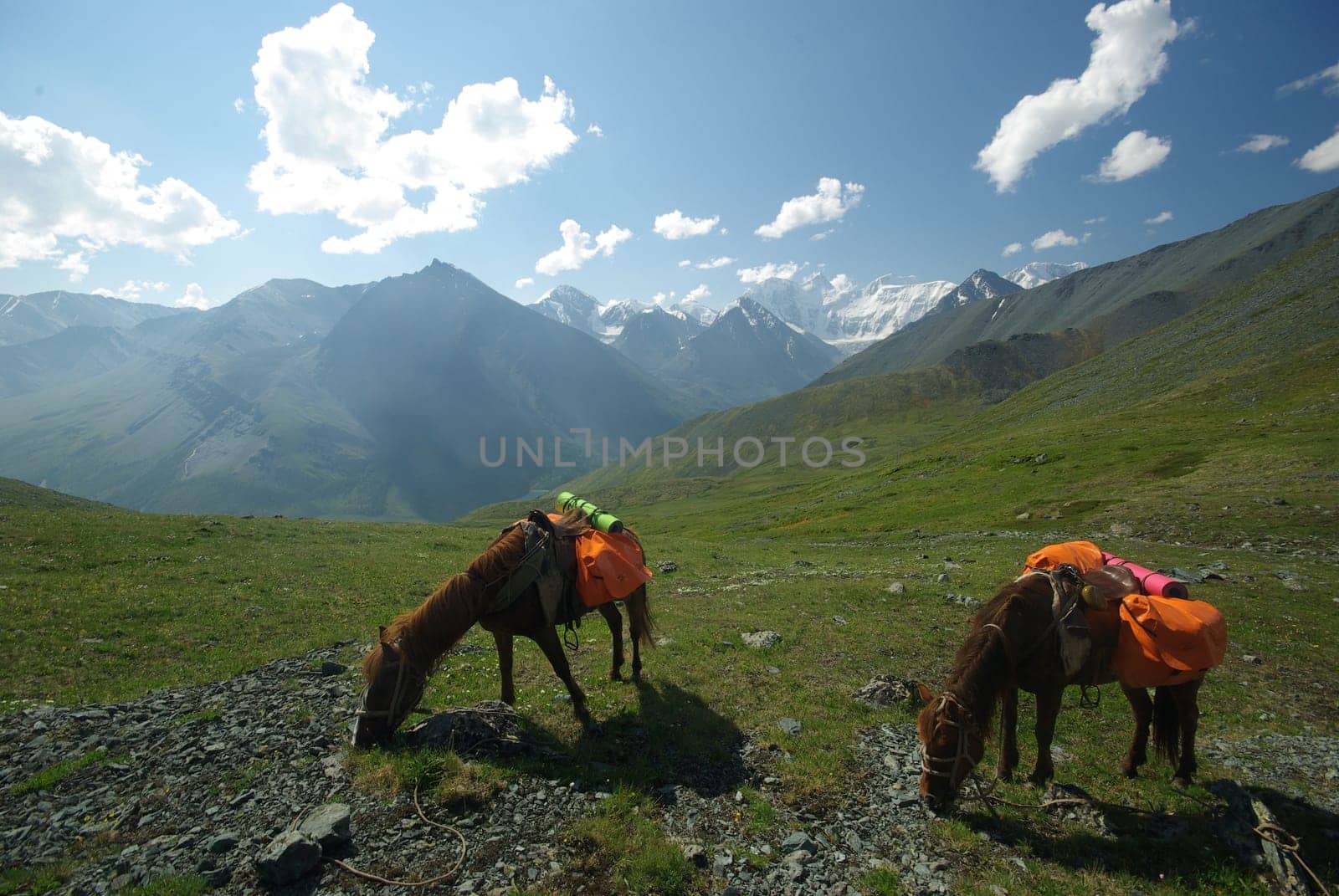 Horse among green grass in nature. Brown horse. Grazing horses in the village.