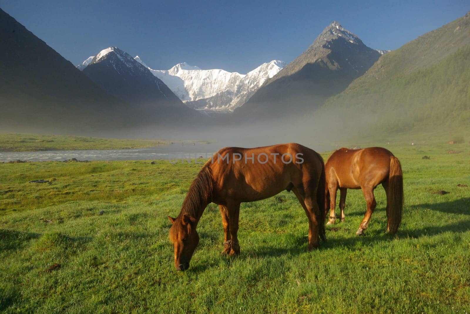 Horse among green grass in nature. Brown horse. Grazing horses in the village.