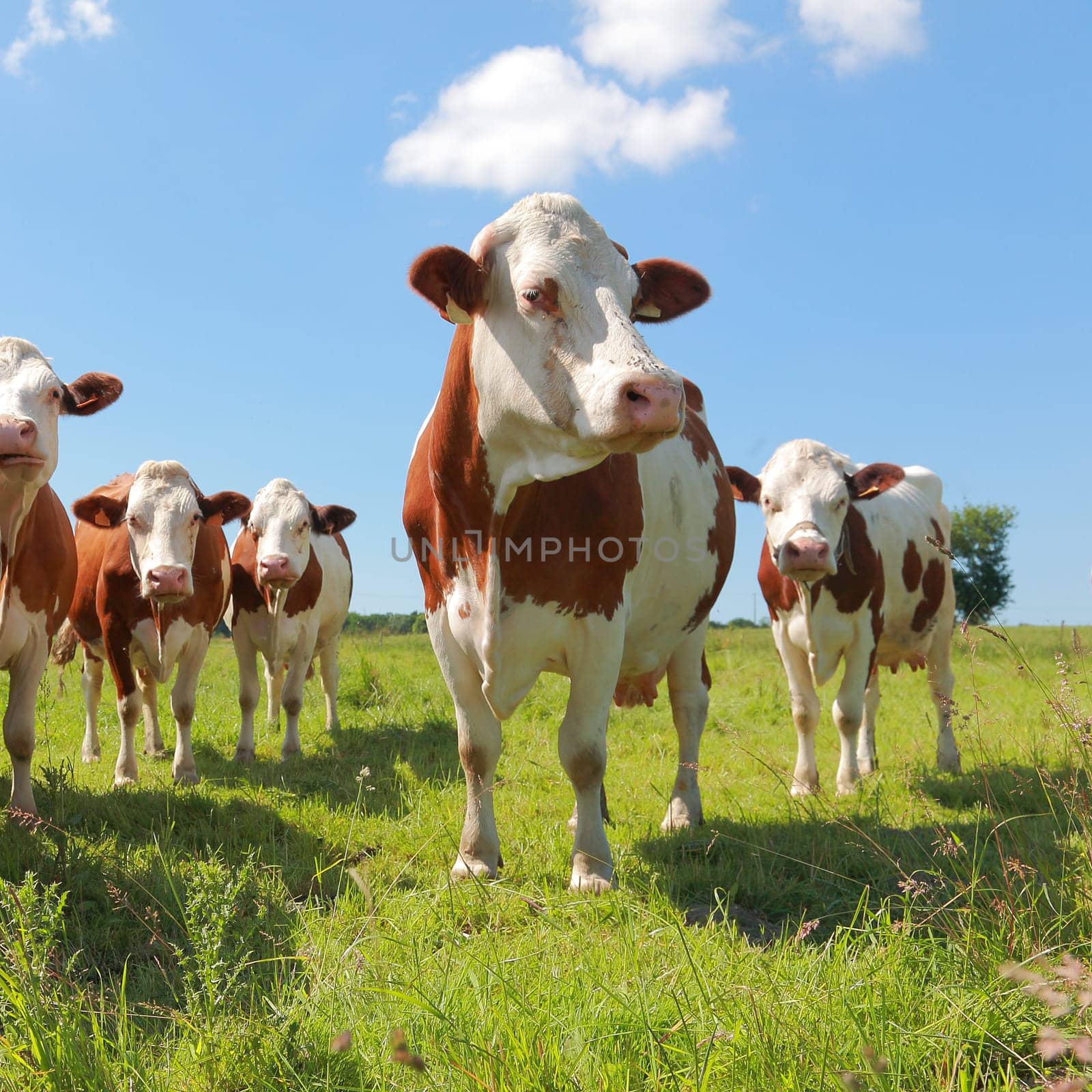 Montbeliarde cows in the meadow