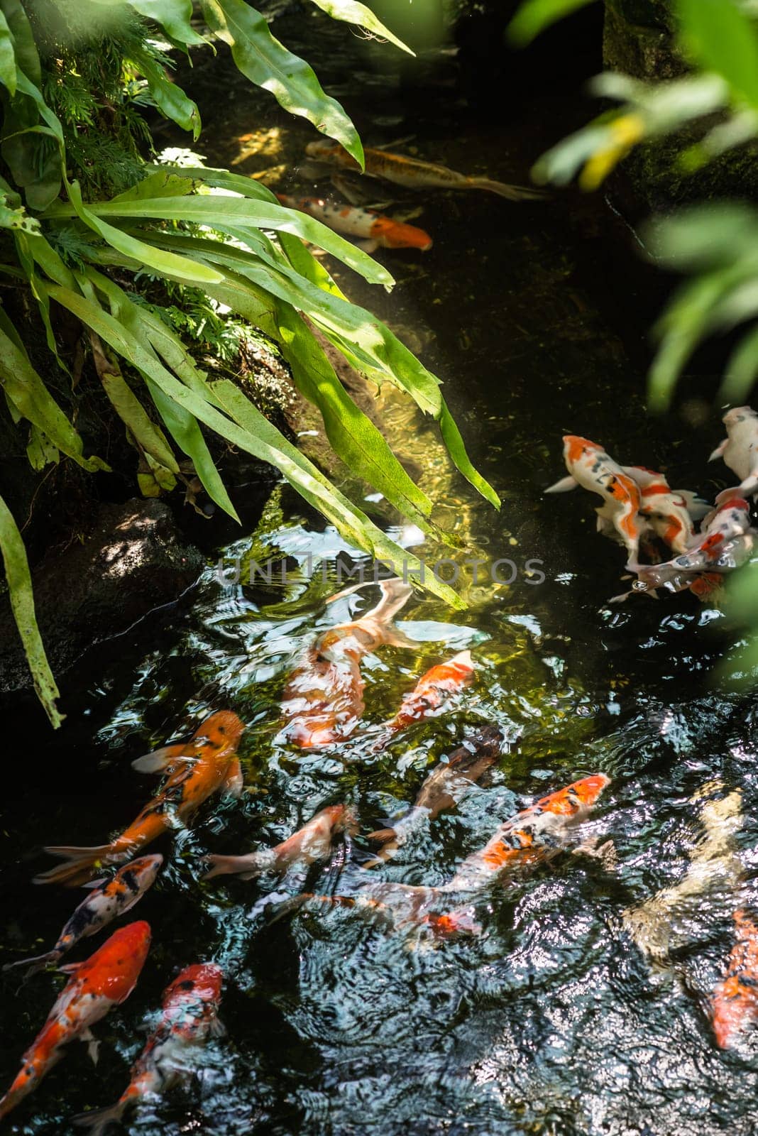 Koi fish in a pond on a sunny day