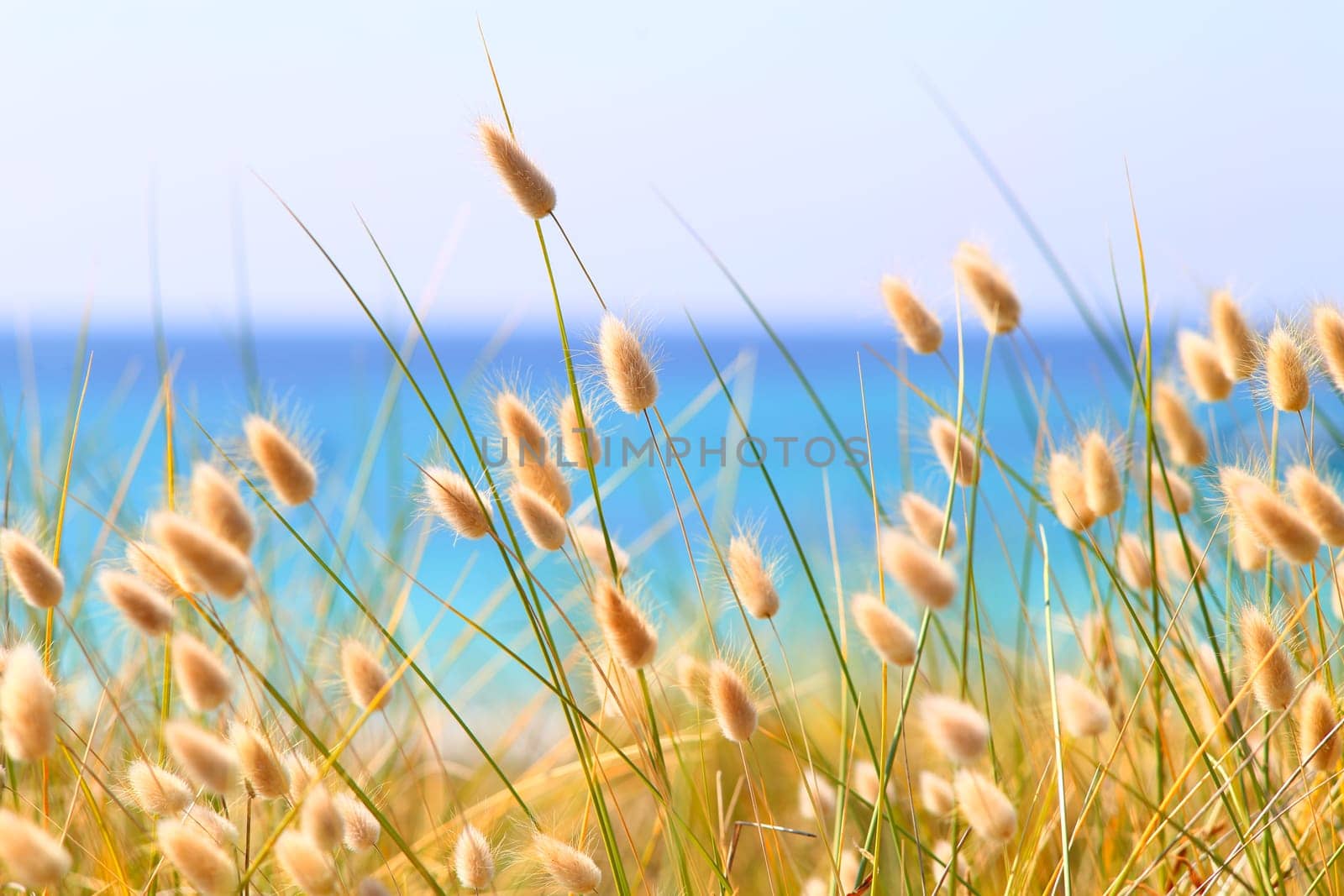 Bunny Tails Grass Lagurus Ovatus at the beach