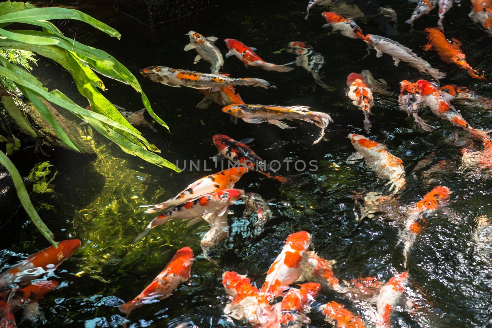 Koi fish in a pond on a sunny day