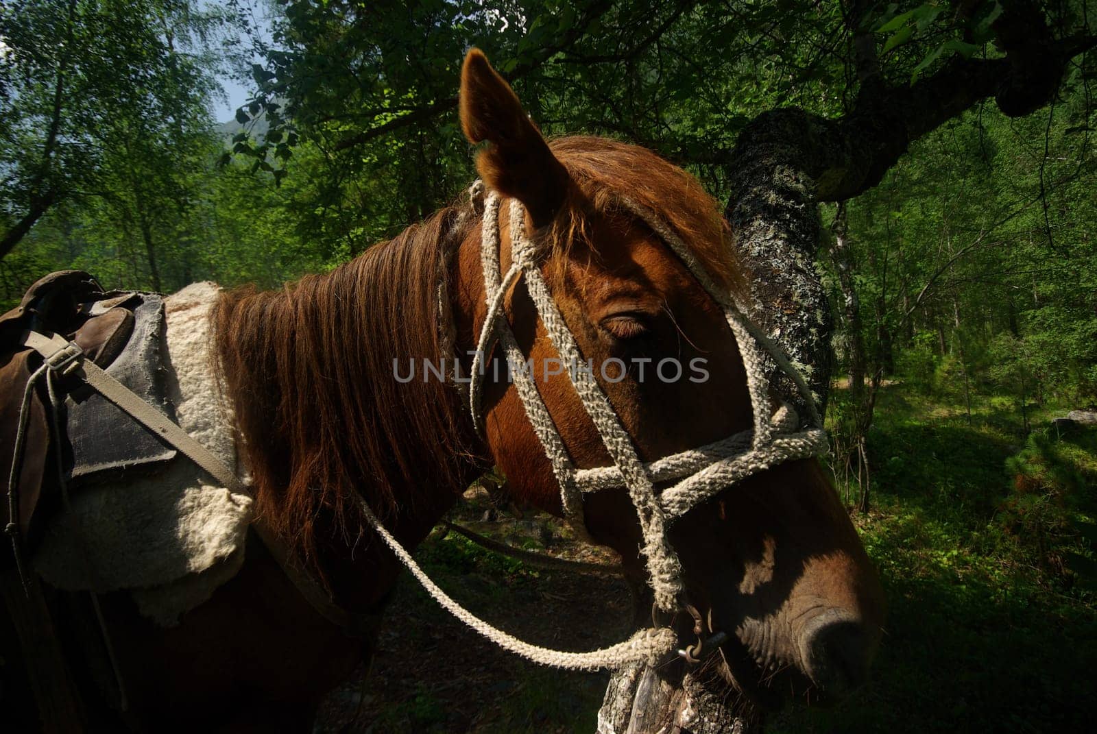 Horse among green grass in nature. Brown horse. Grazing horses in the village.