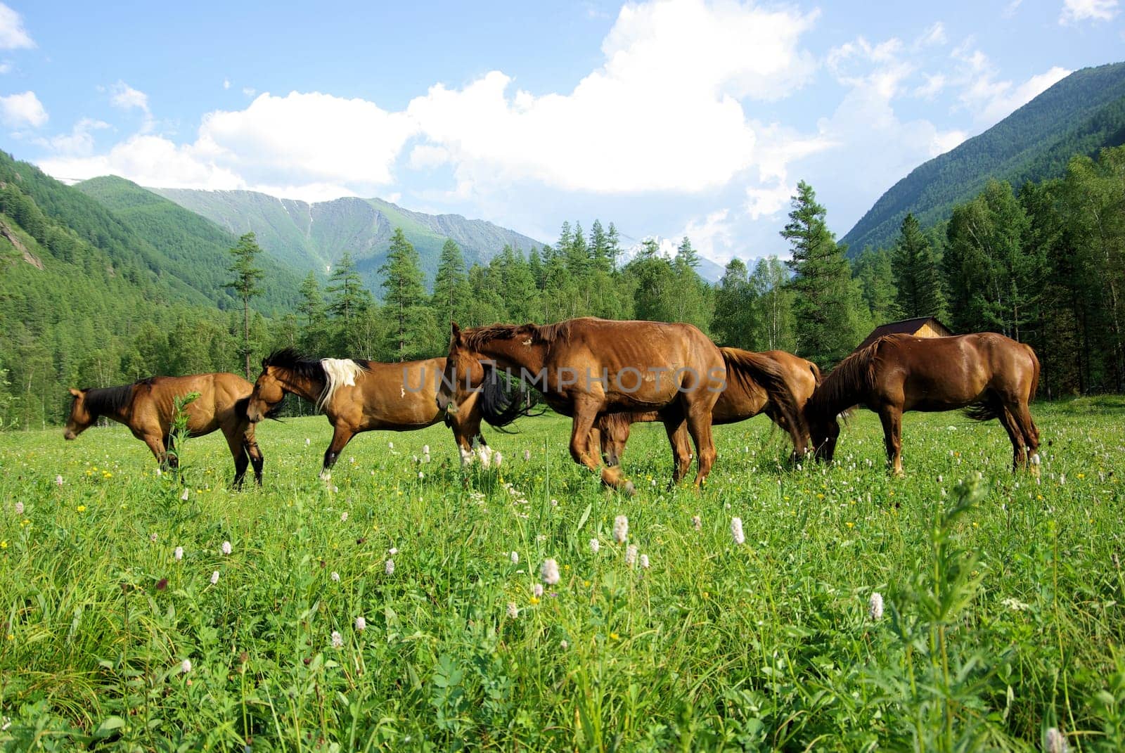 Horse among green grass in nature. Brown horse. Grazing horses in the village.