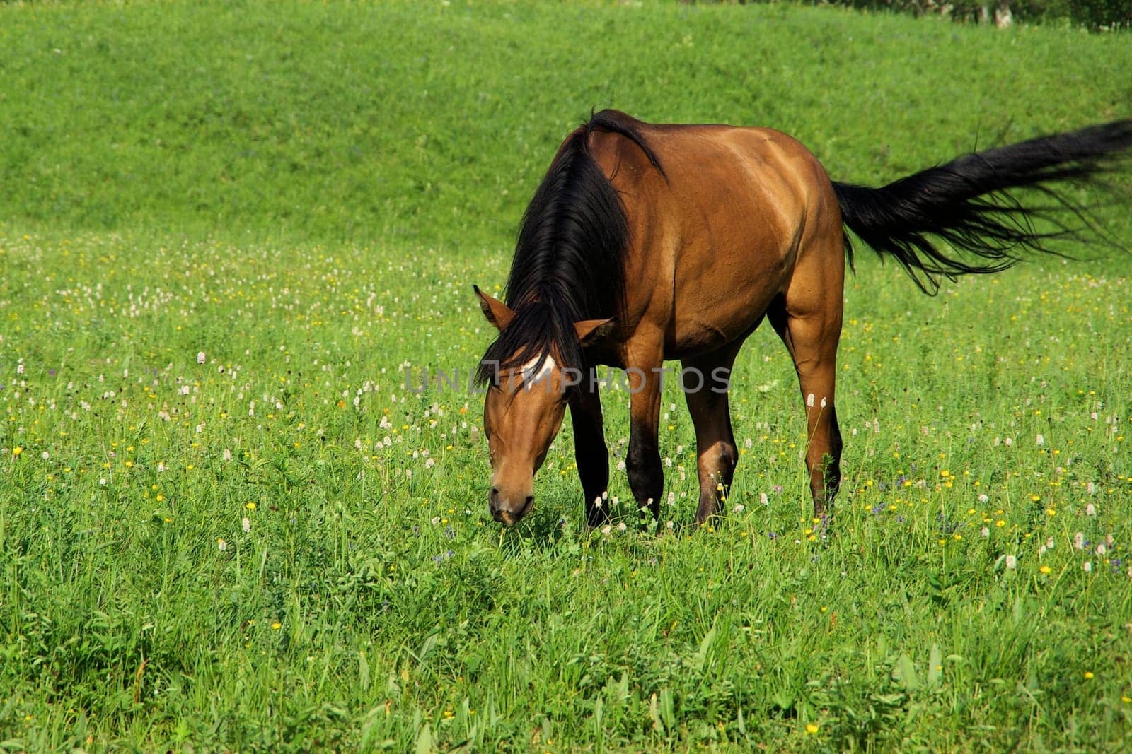 Horse among green grass in nature. Brown horse. Grazing horses in the village.
