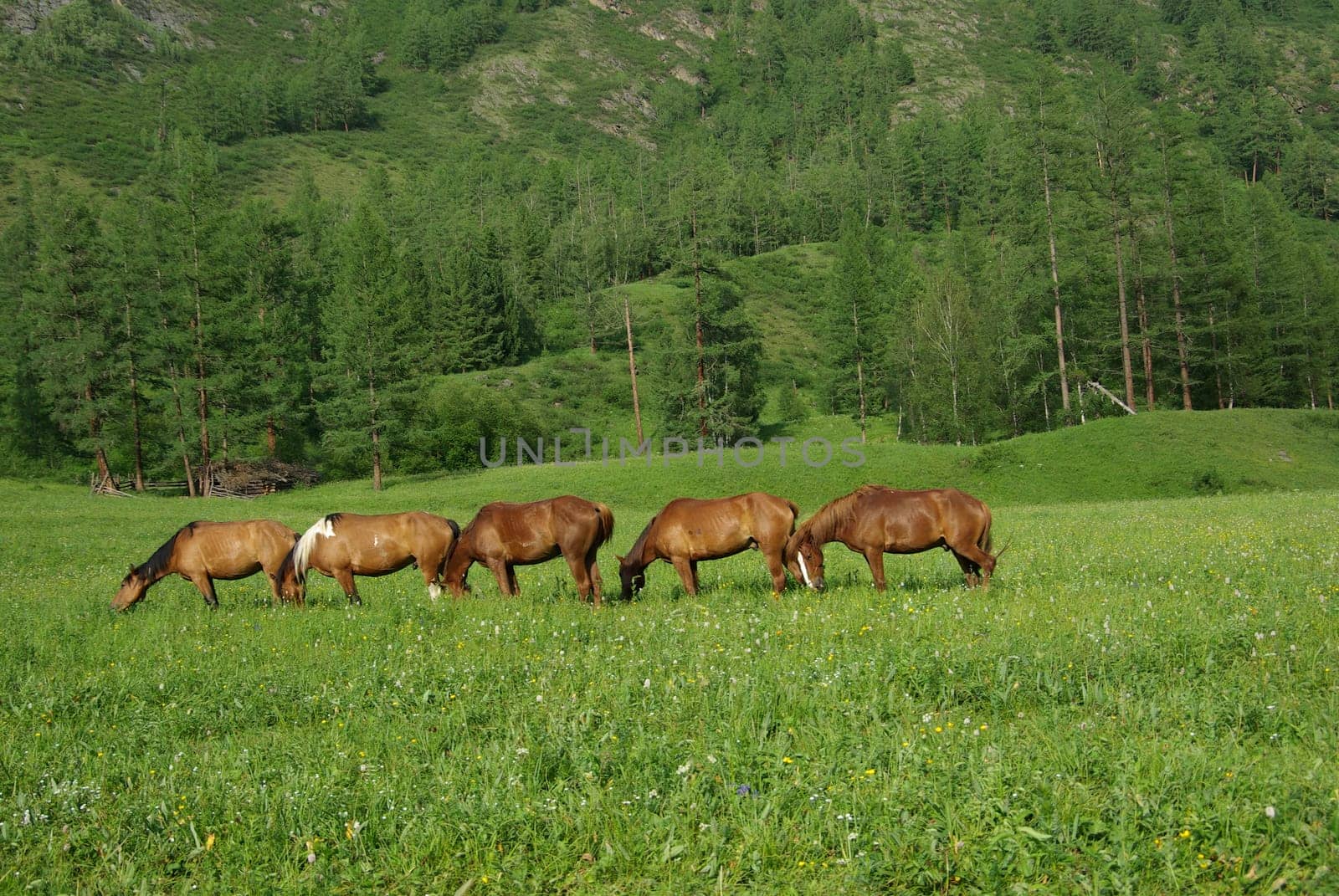 Horse among green grass in nature. Brown horse. Grazing horses in the village.