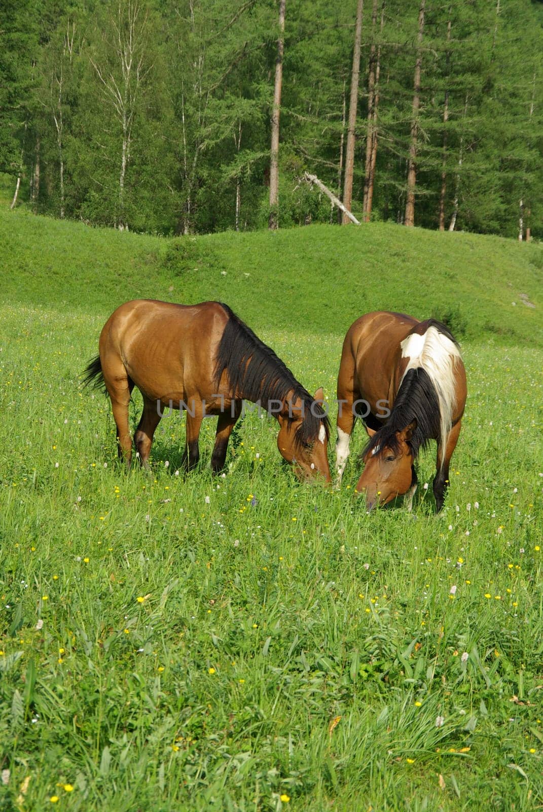 Horse among green grass in nature. Brown horse. Grazing horses in the village.