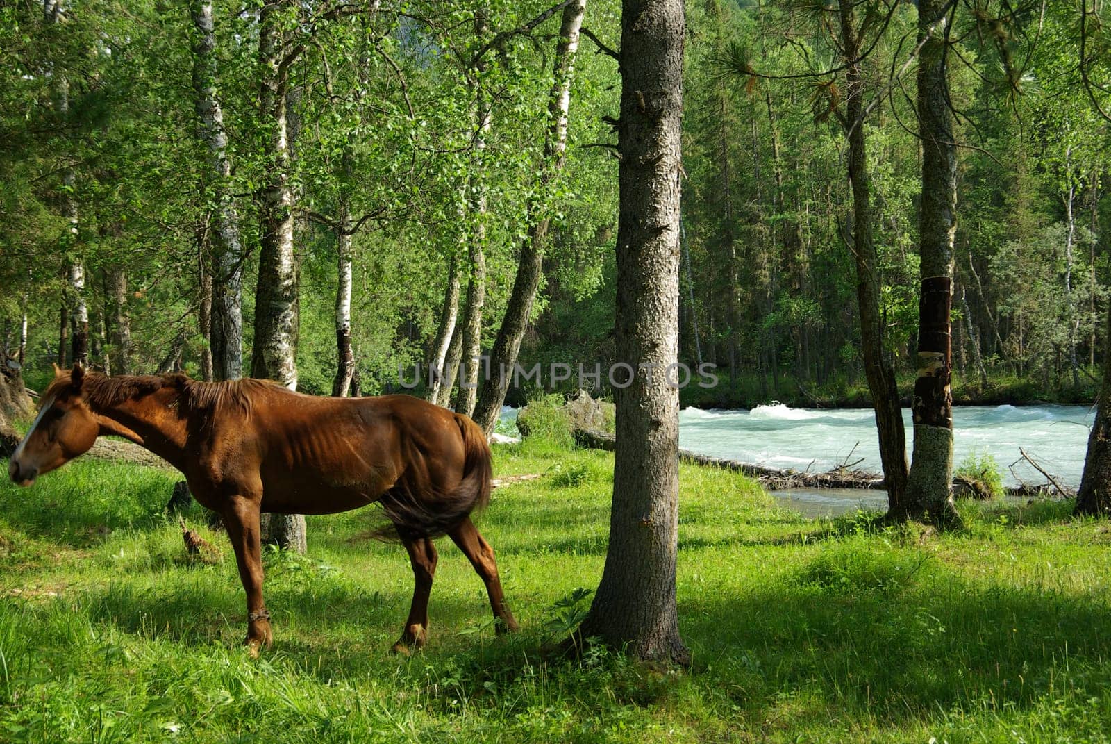 Horse among green grass in nature. Brown horse. Grazing horses in the village.