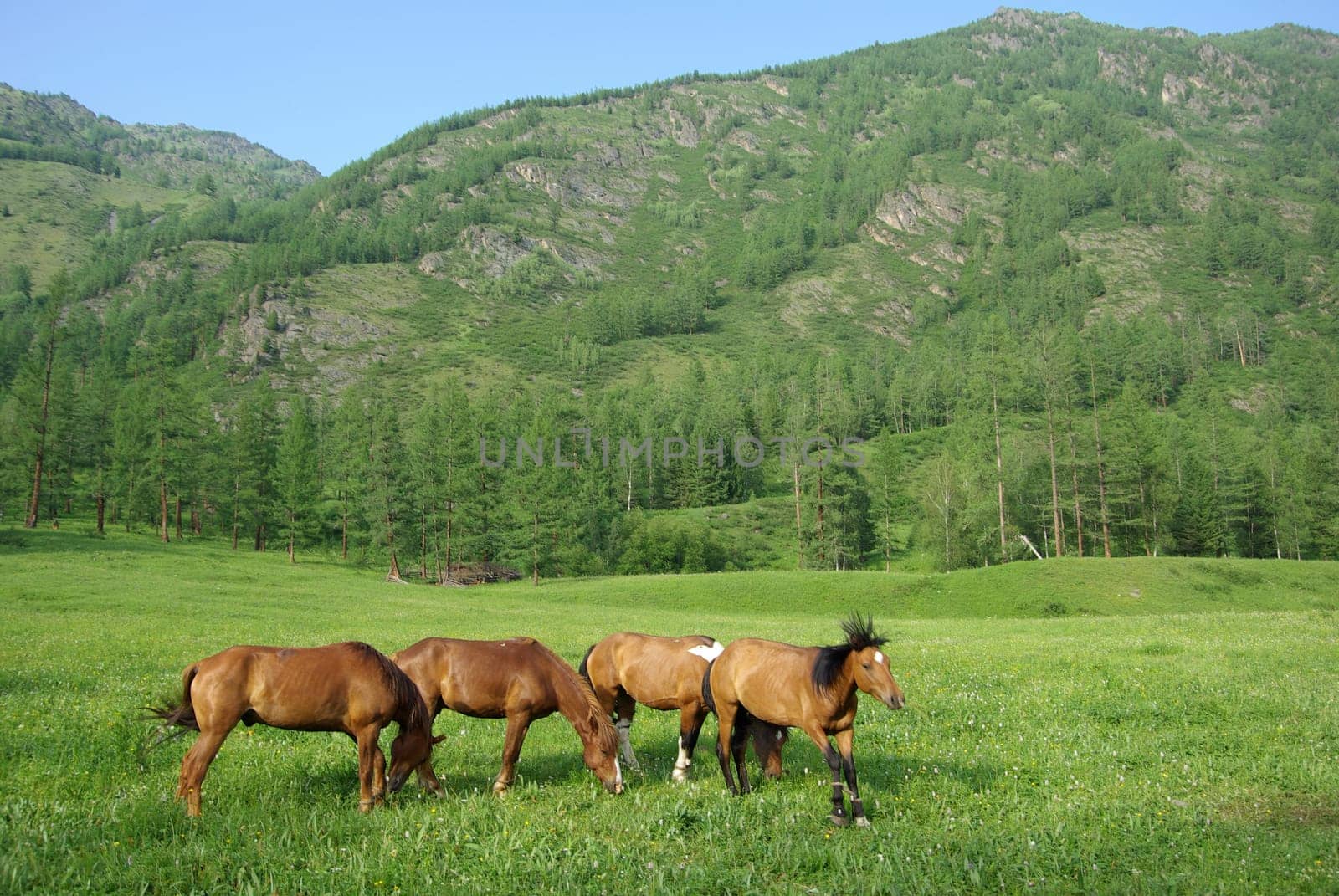 Horse among green grass in nature. Brown horse. Grazing horses in the village.