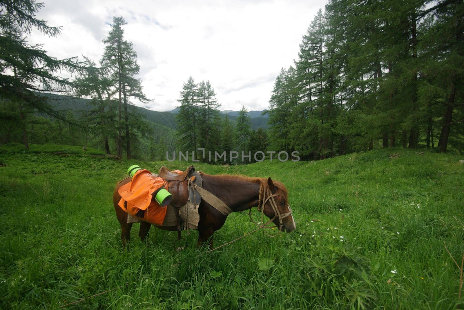 Horse among green grass in nature. Brown horse. Grazing horses in the village.