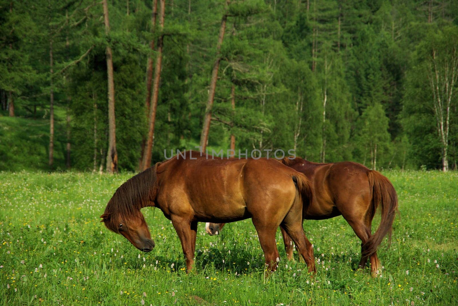 Horse among green grass in nature. Brown horse. Grazing horses in the village.