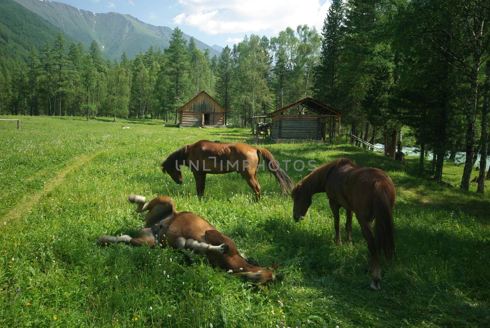 Horse among green grass in nature. Brown horse. Grazing horses in the village.