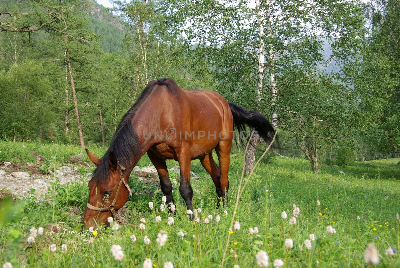Horse among green grass in nature. Brown horse. Grazing horses in the village.