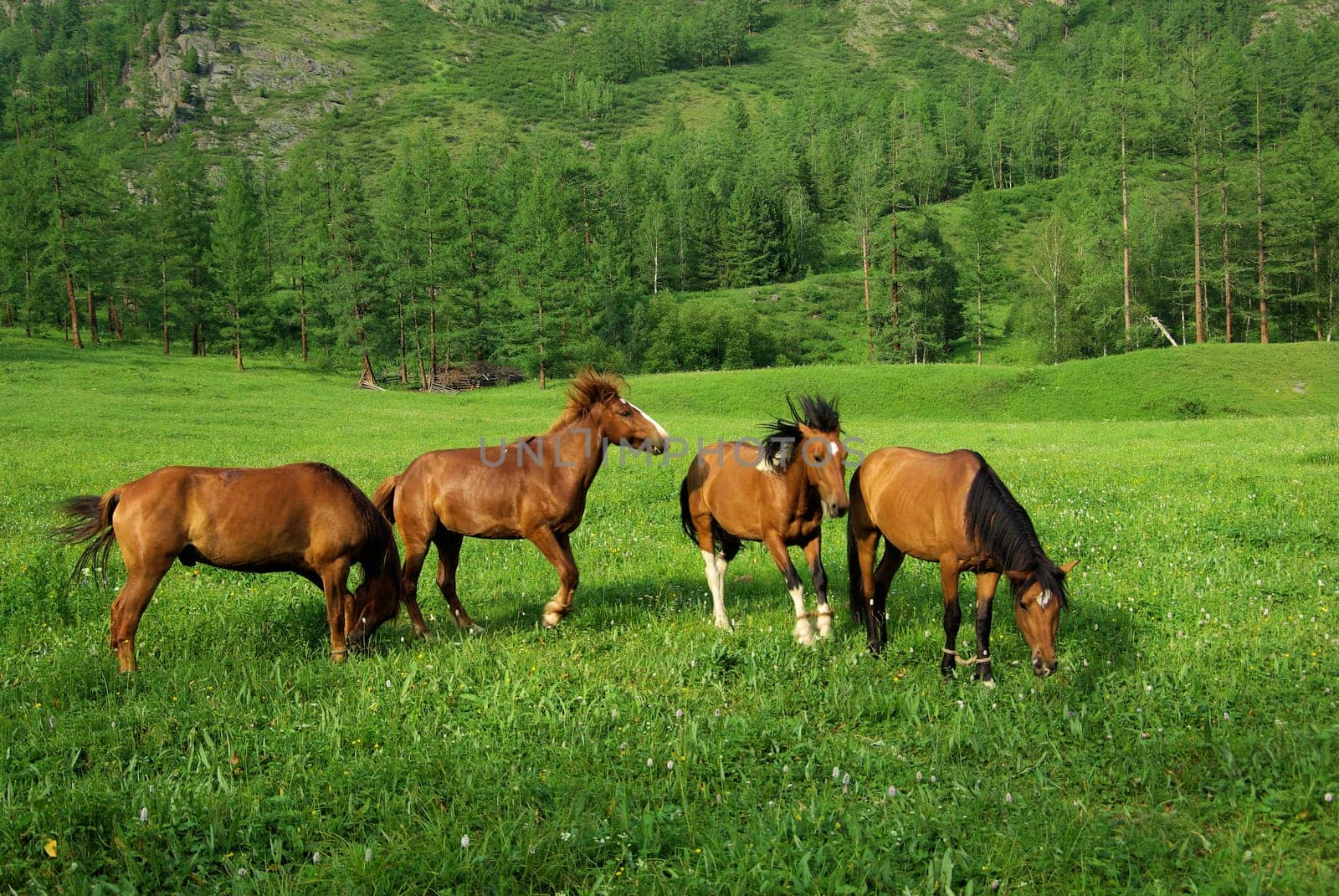 Horse among green grass in nature. Brown horse. Grazing horses in the village.