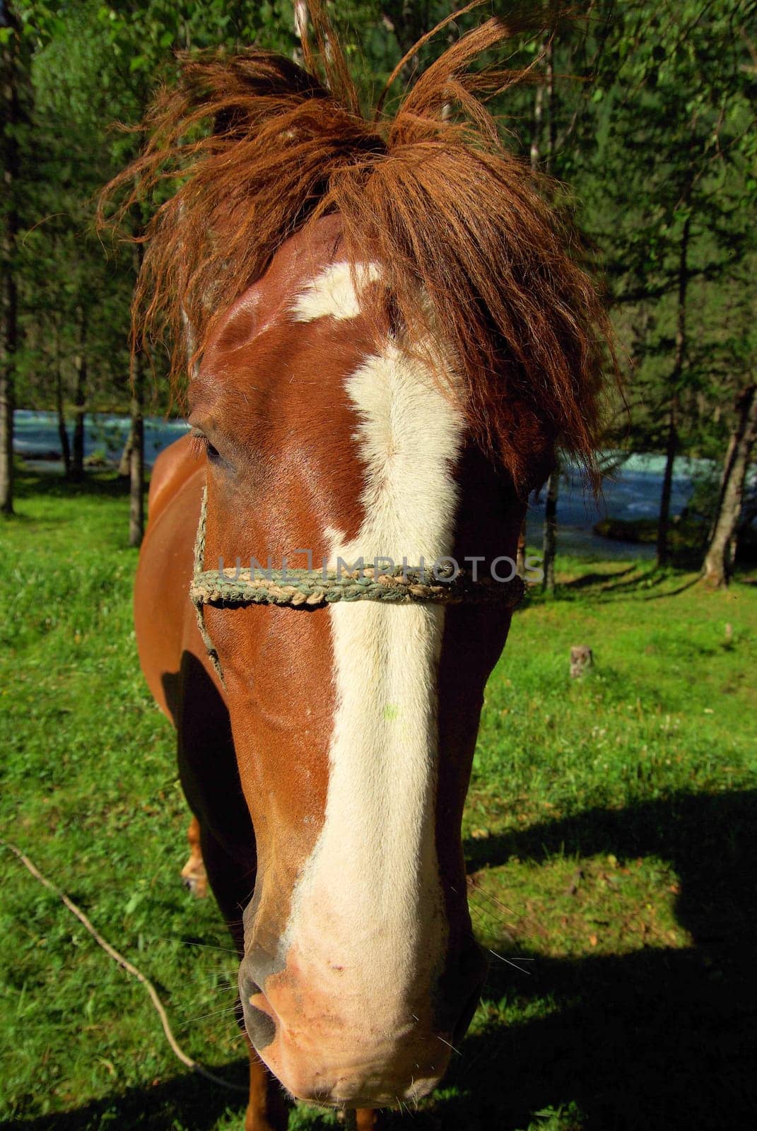 Horse among green grass in nature. Brown horse. Grazing horses in the village.