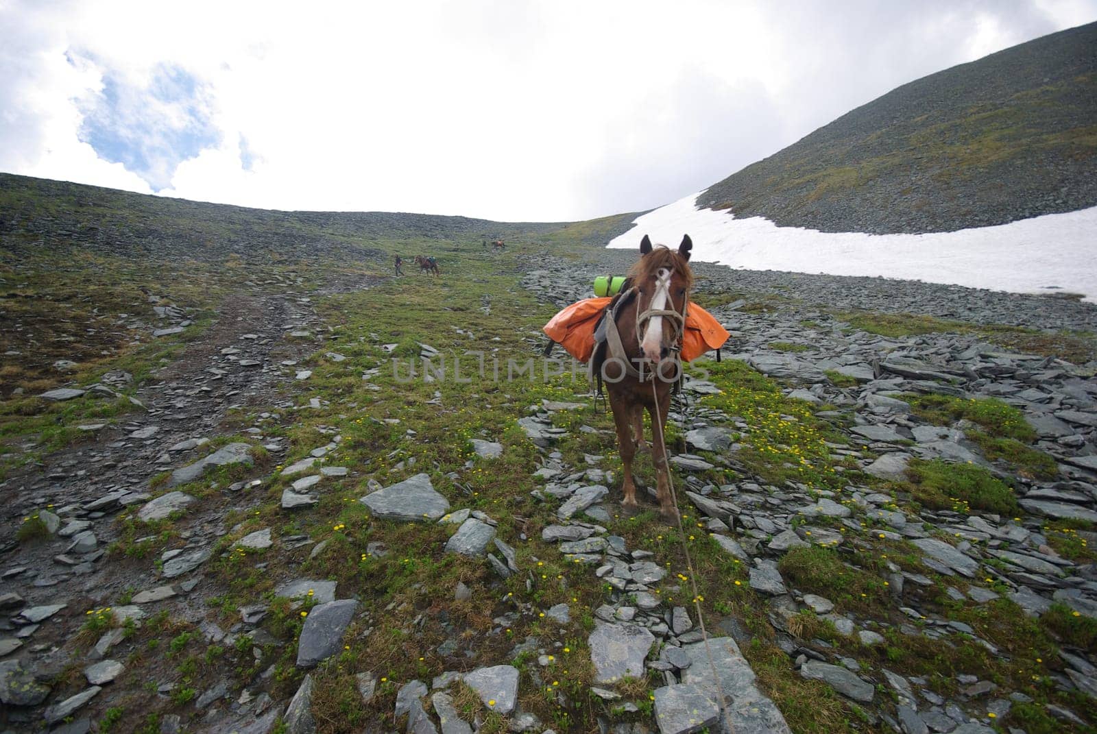 Horse among green grass in nature. Brown horse. Grazing horses in the village.