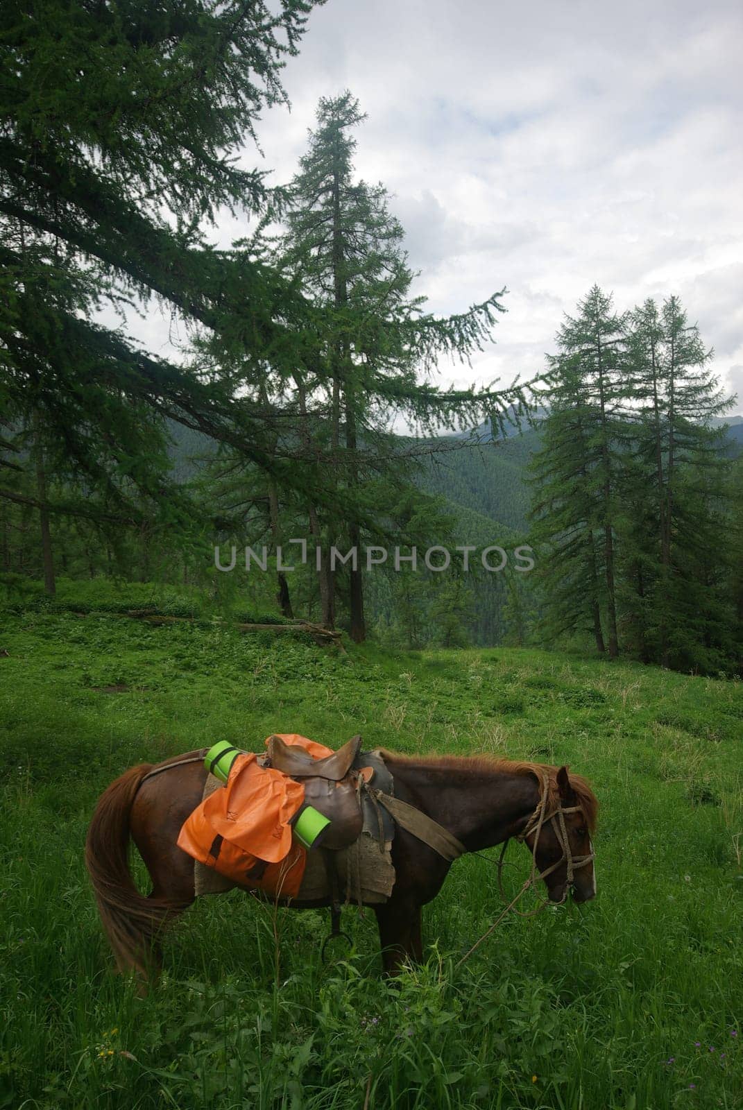 Horse among green grass in nature. Brown horse. Grazing horses in the village.