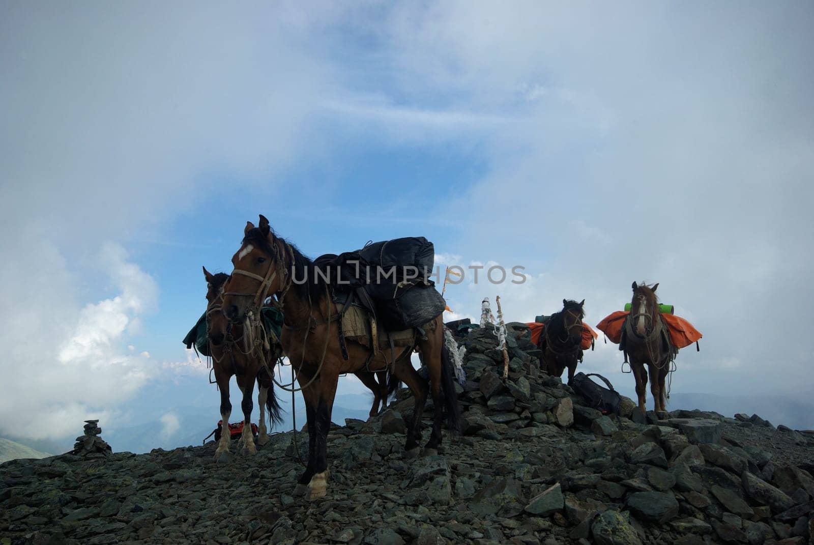 Orlov village, Altai, Russia - June 29, 2016: People with horses Horses walk and graze