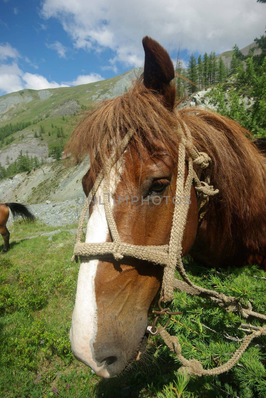 Horse among green grass in nature. Brown horse. Grazing horses in the village.