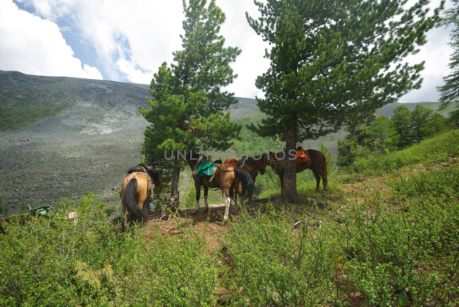 Horse among green grass in nature. Brown horse. Grazing horses in the village.