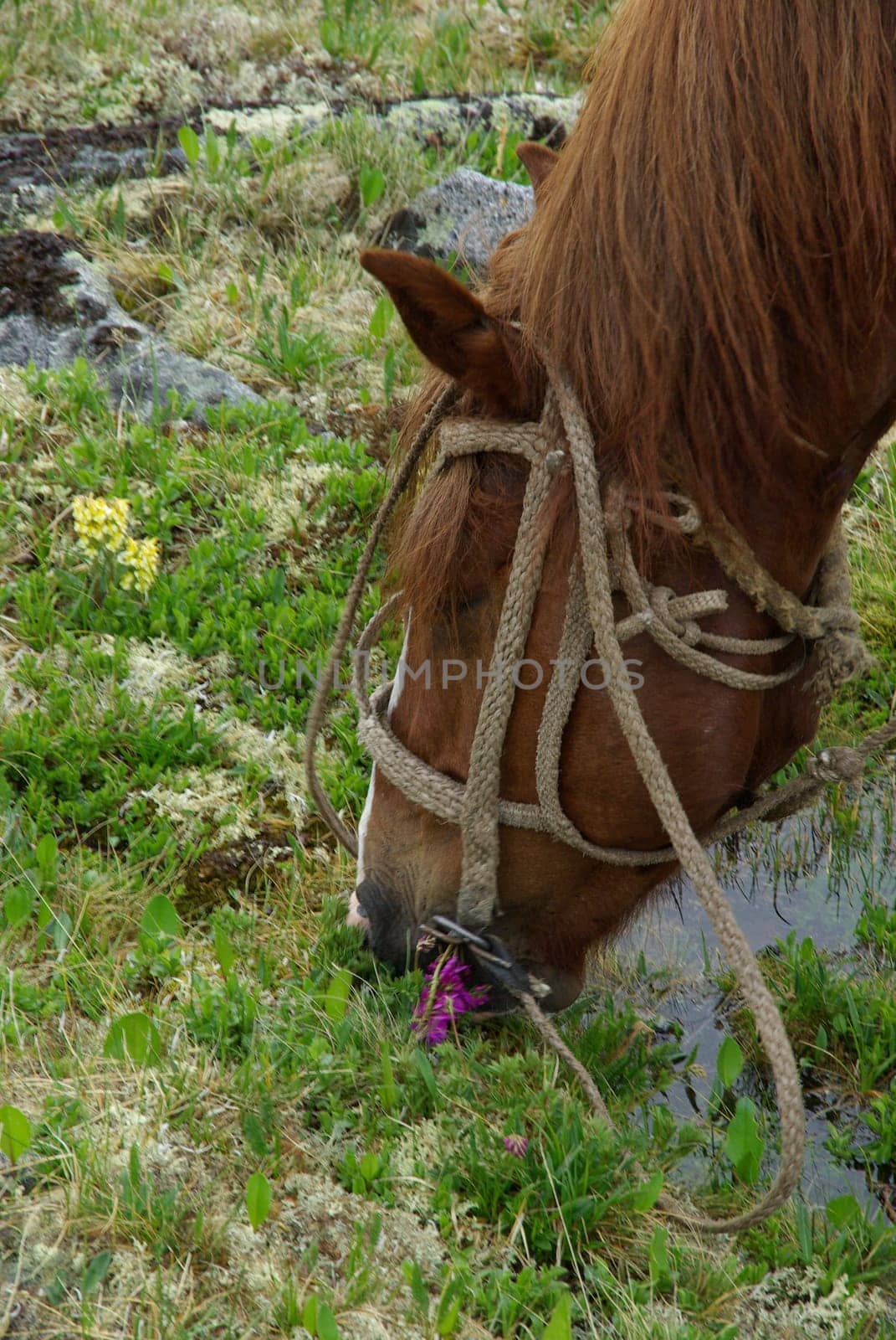 Horse among green grass in nature. Brown horse. Grazing horses in the village.
