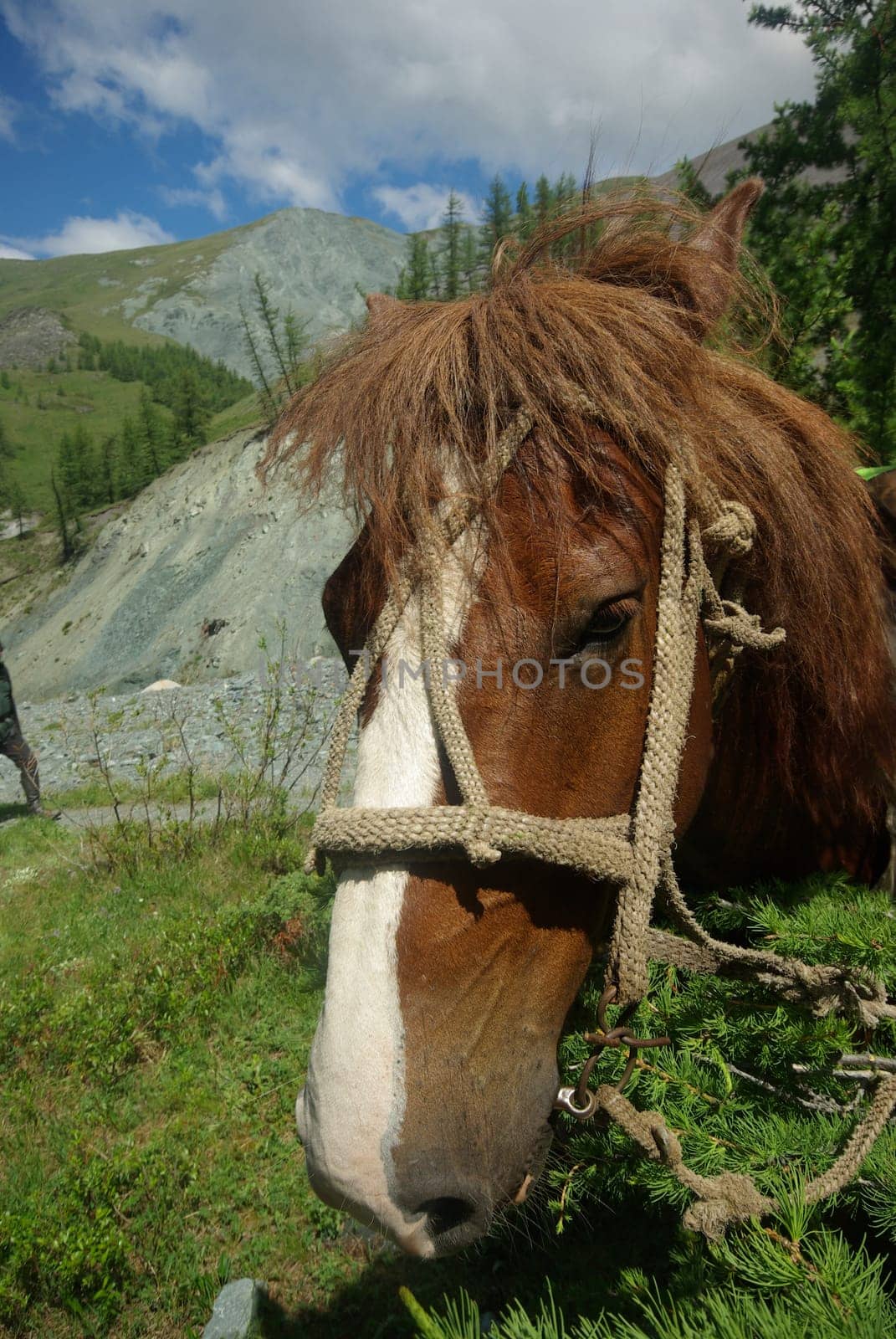Horse among green grass in nature. Brown horse. Grazing horses in the village.