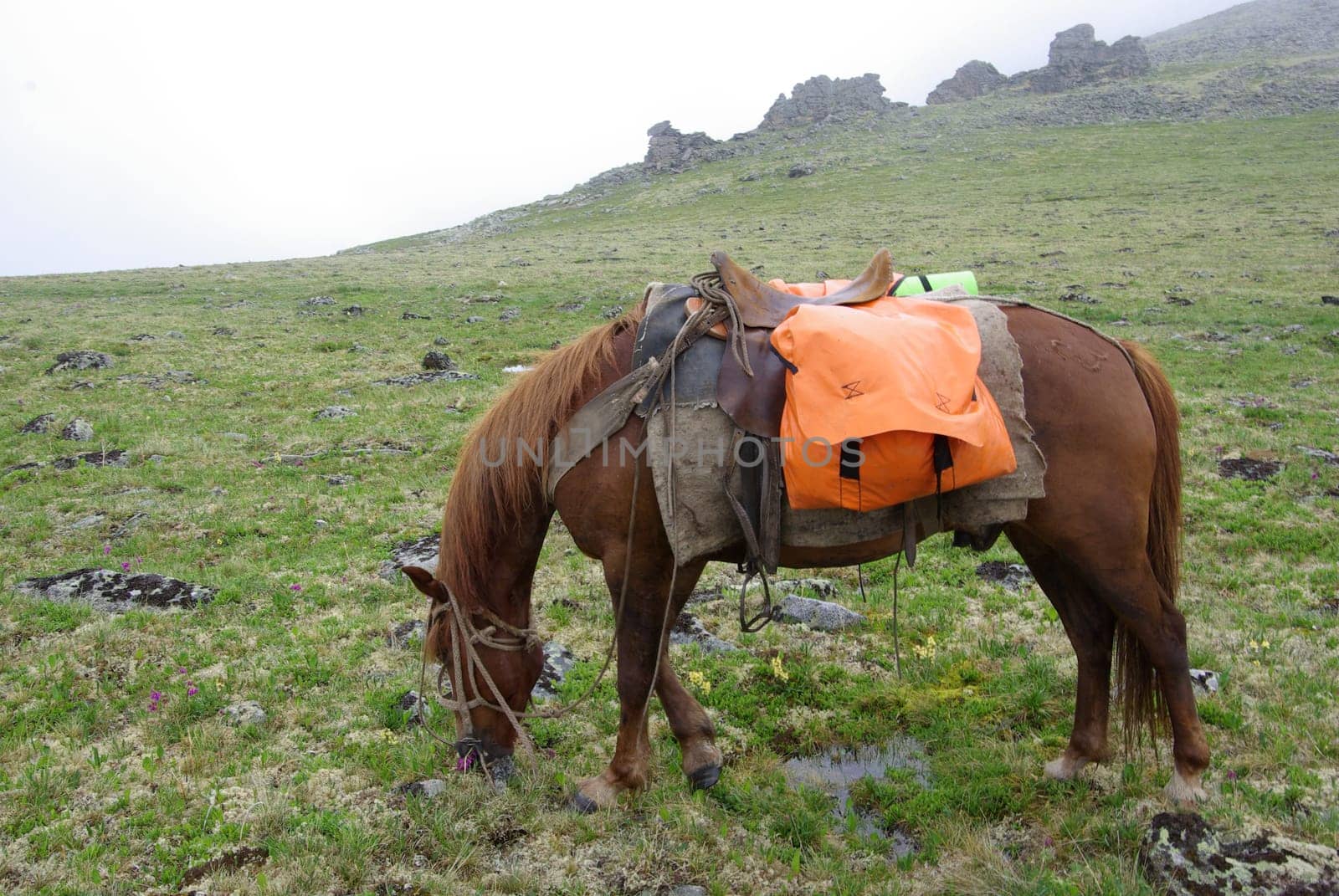Horse among green grass in nature. Brown horse. Grazing horses in the village.