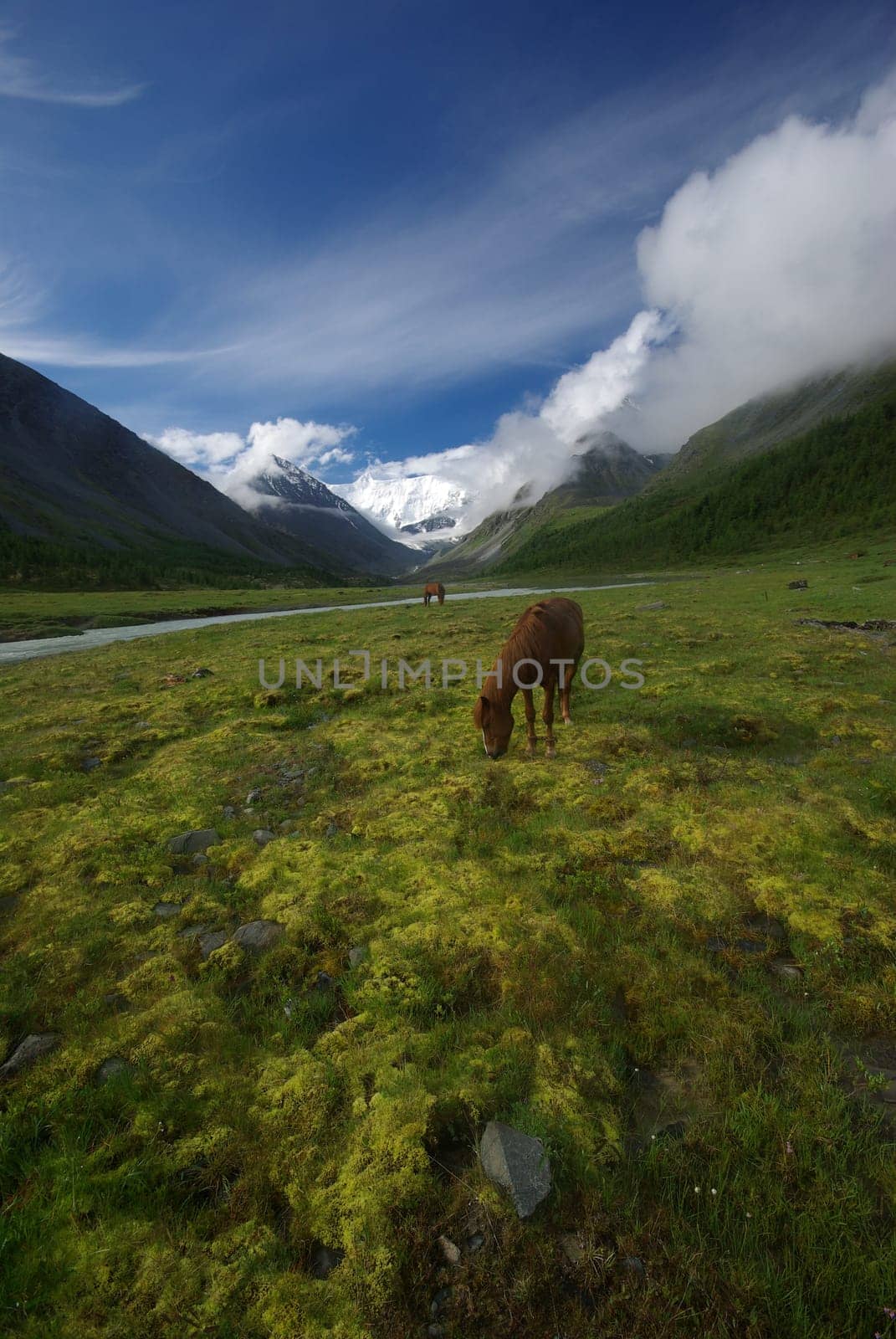 Horse among green grass in nature. Brown horse. Grazing horses in the village.