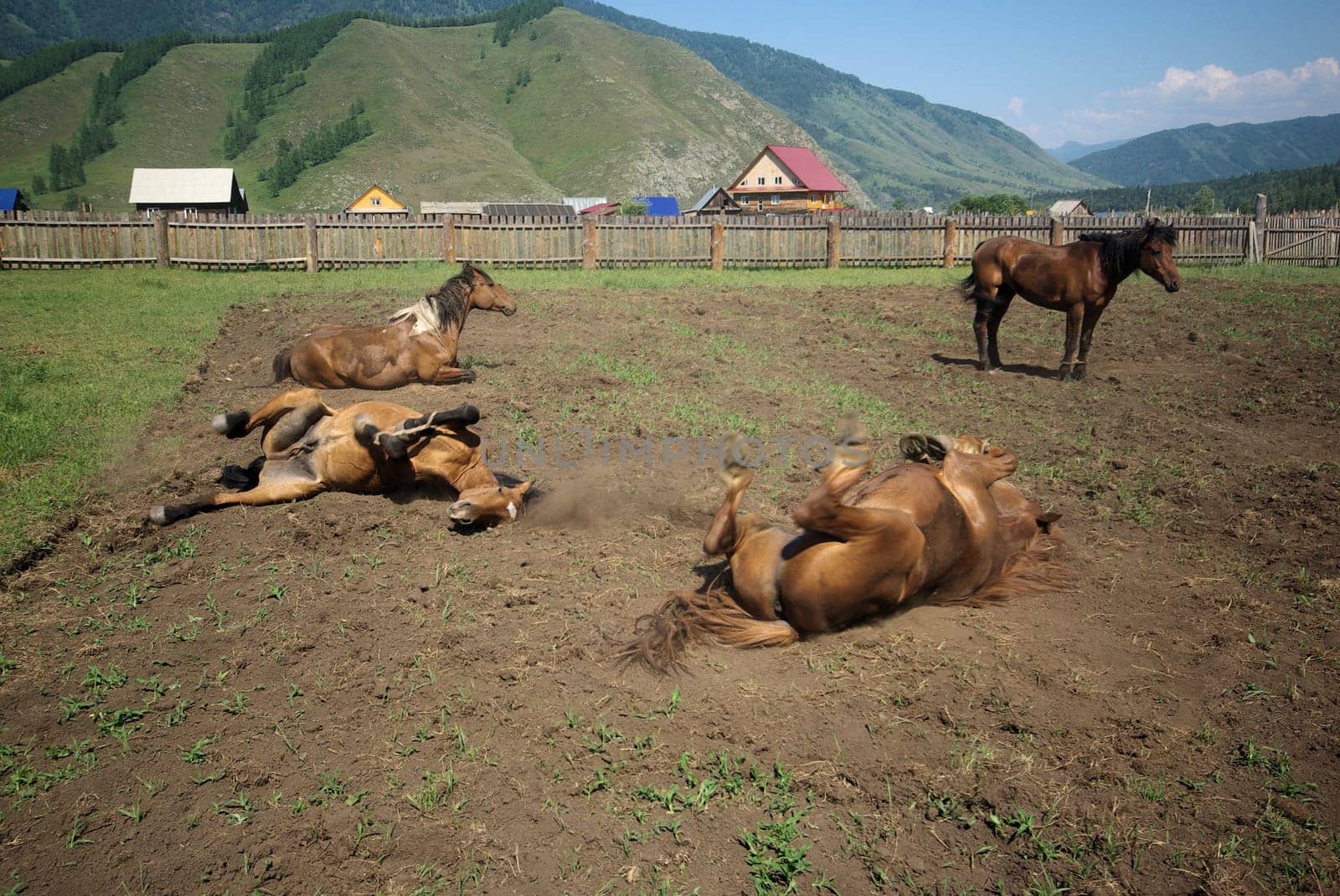 Horse among green grass in nature. Brown horse. Grazing horses in the village.