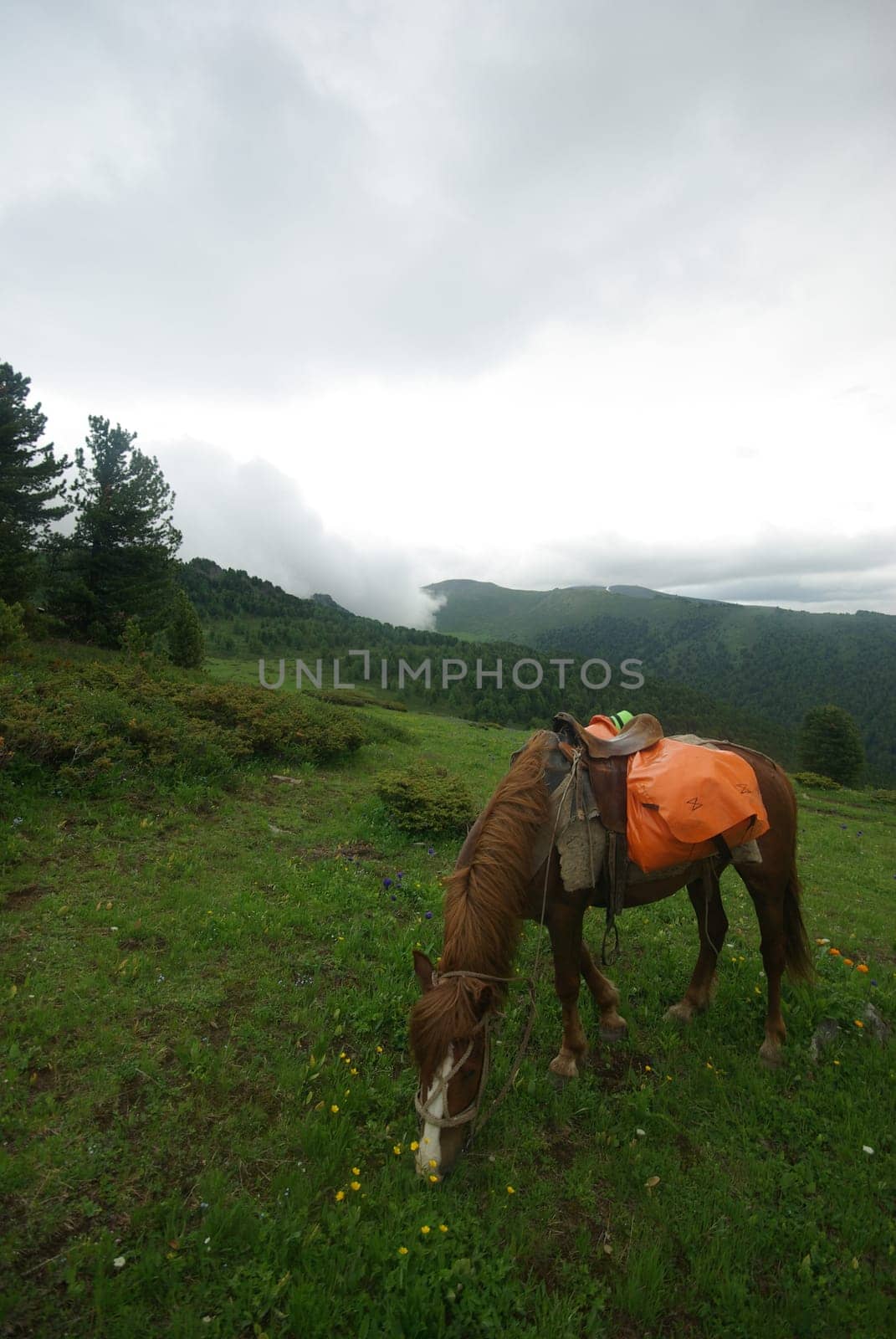 Horse among green grass in nature. Brown horse. Grazing horses in the village.