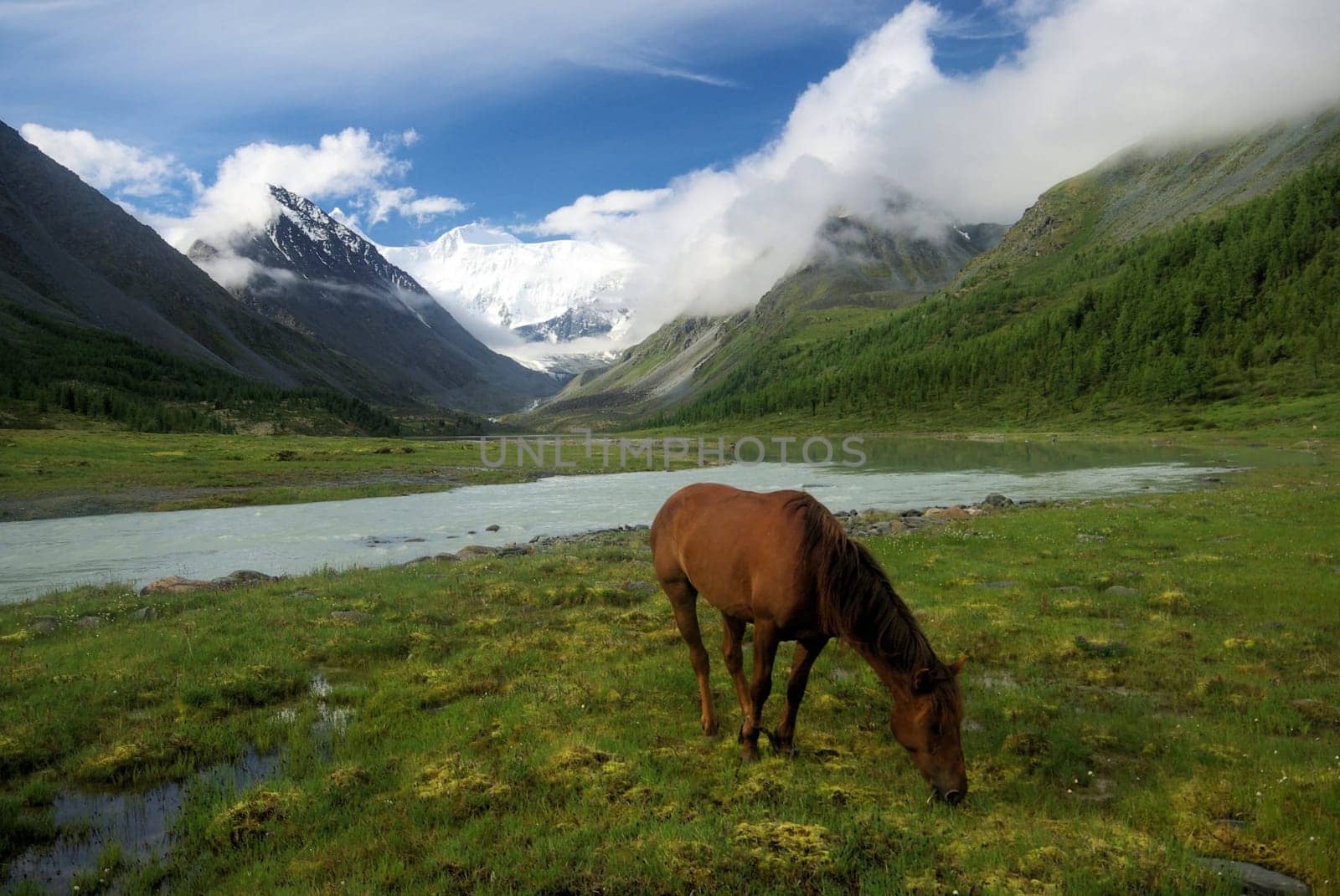 Horse among green grass in nature. Brown horse. Grazing horses in the village.