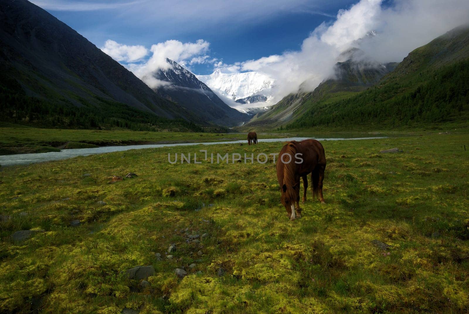 Horse among green grass in nature. Brown horse. Grazing horses in the village.