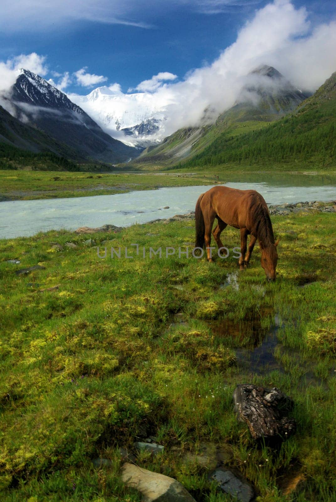 Horse among green grass in nature. Brown horse. Grazing horses in the village.