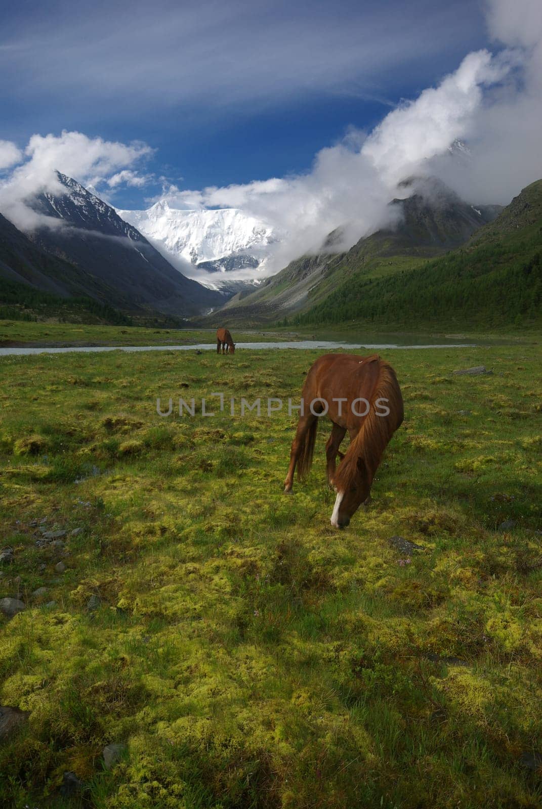 Horse among green grass in nature. Brown horse. Grazing horses in the village.