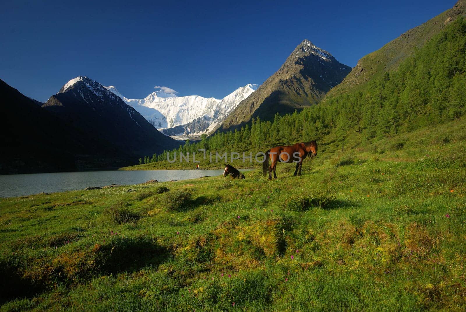 Horse among green grass in nature. Brown horse. Grazing horses in the village.