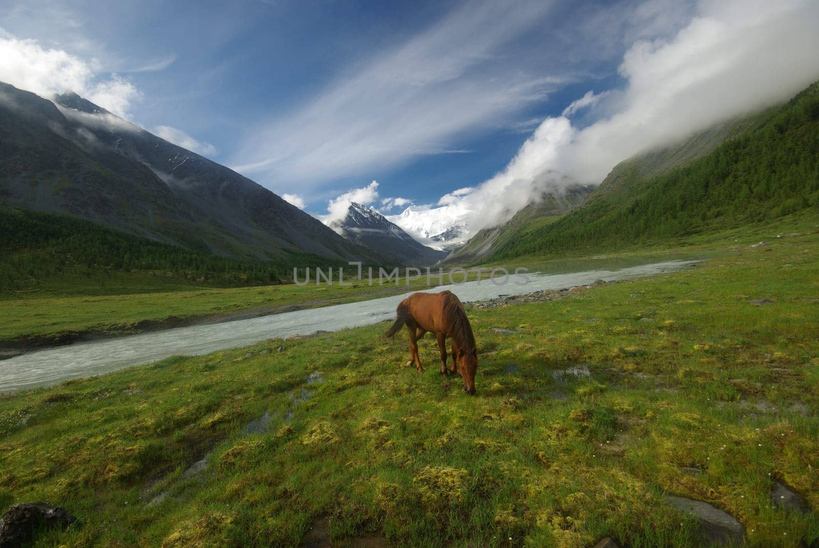 Horse among green grass in nature. Brown horse. Grazing horses in the village.