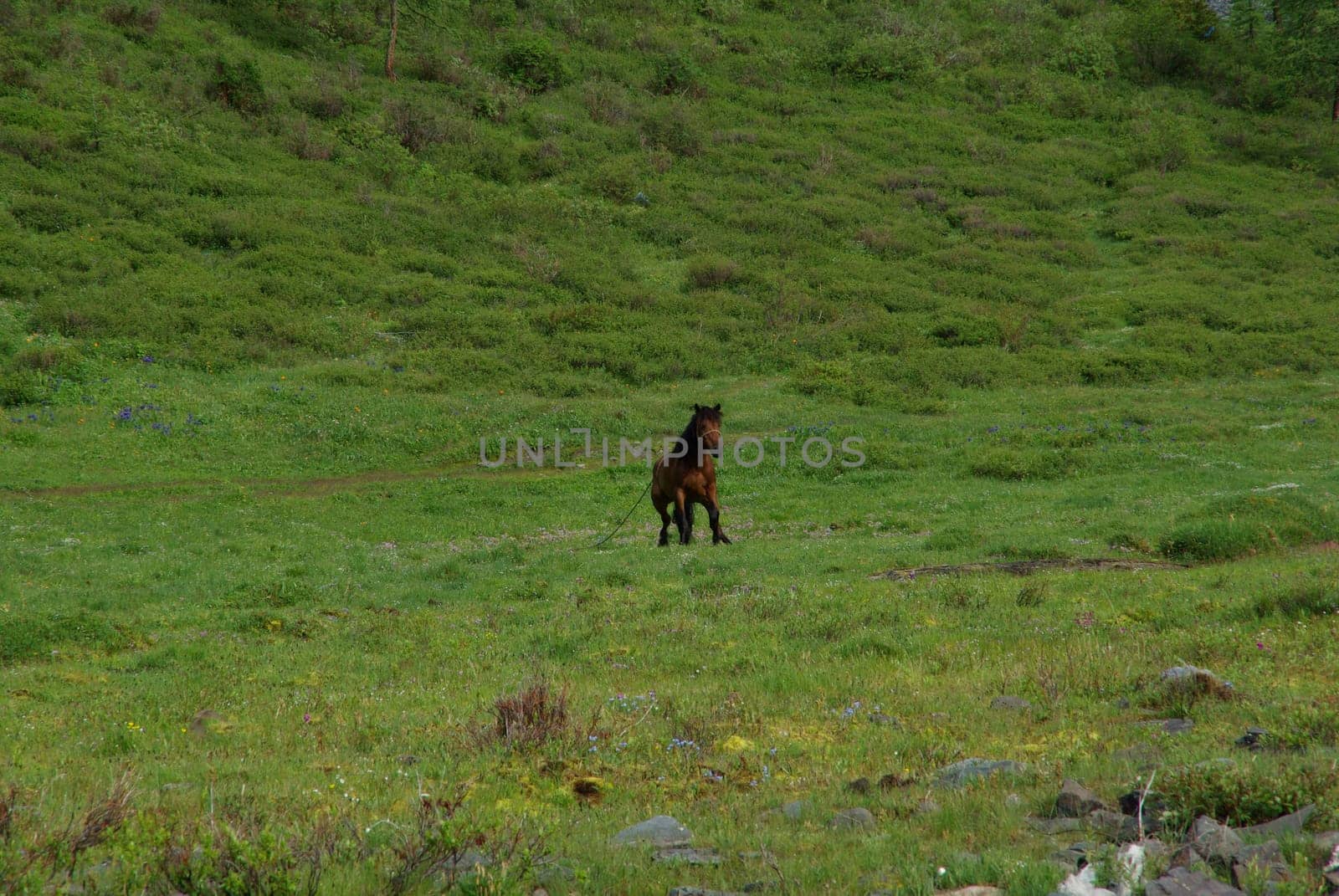 Horse among green grass in nature. Brown horse. Grazing horses in the village.