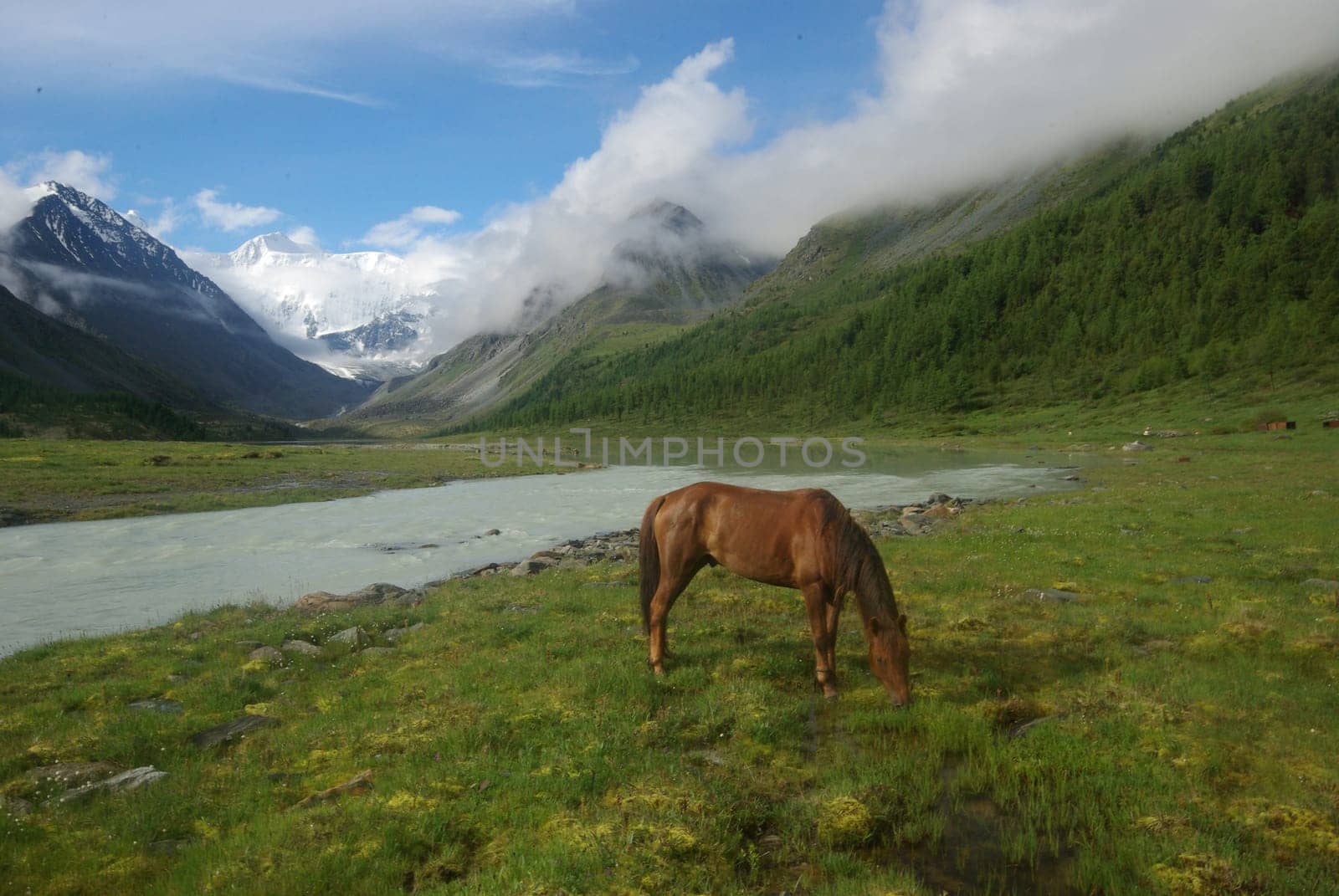 Horse among green grass in nature. Brown horse. Grazing horses in the village.