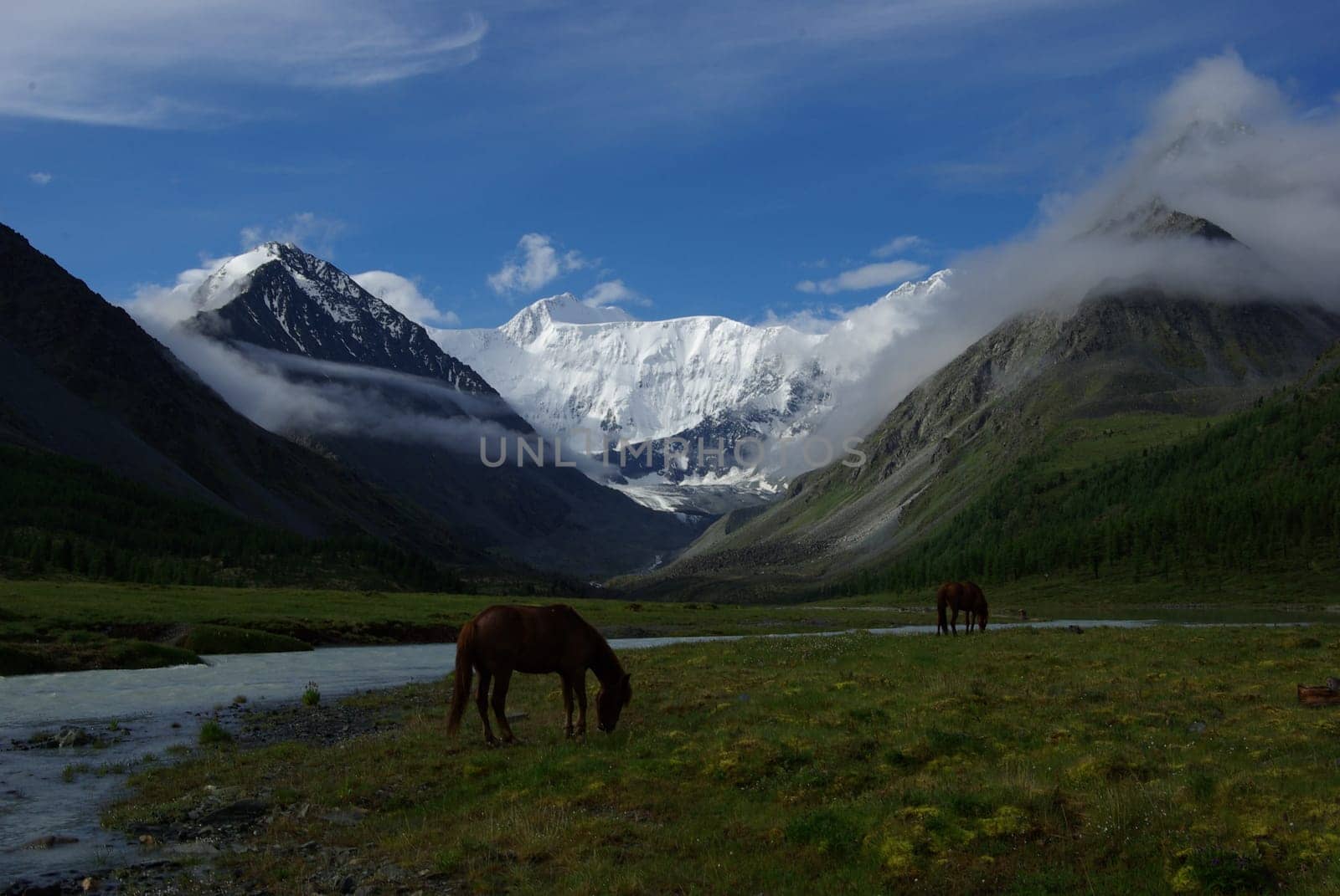 Horse among green grass in nature. Brown horse. Grazing horses in the village.
