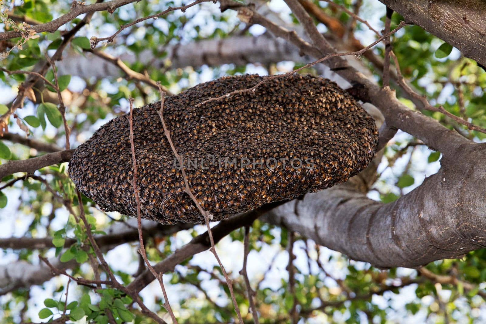 bee hive colony nest  honeybee natural wildlife