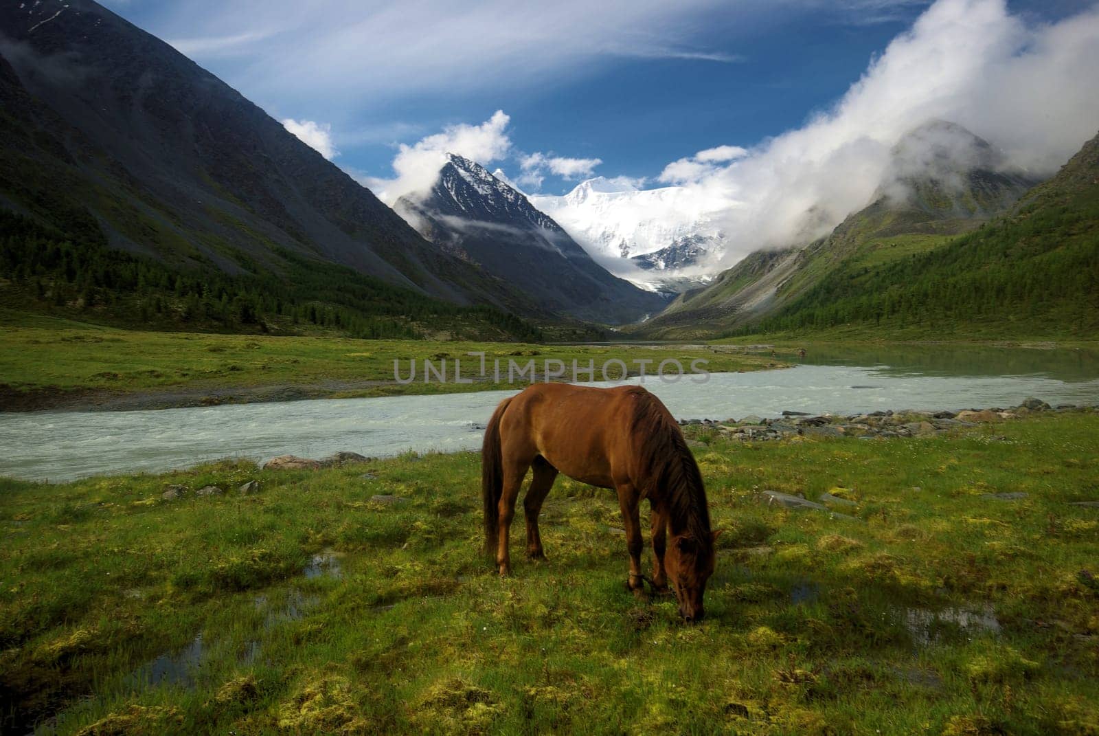 Horse among green grass in nature. Brown horse. Grazing horses in the village.