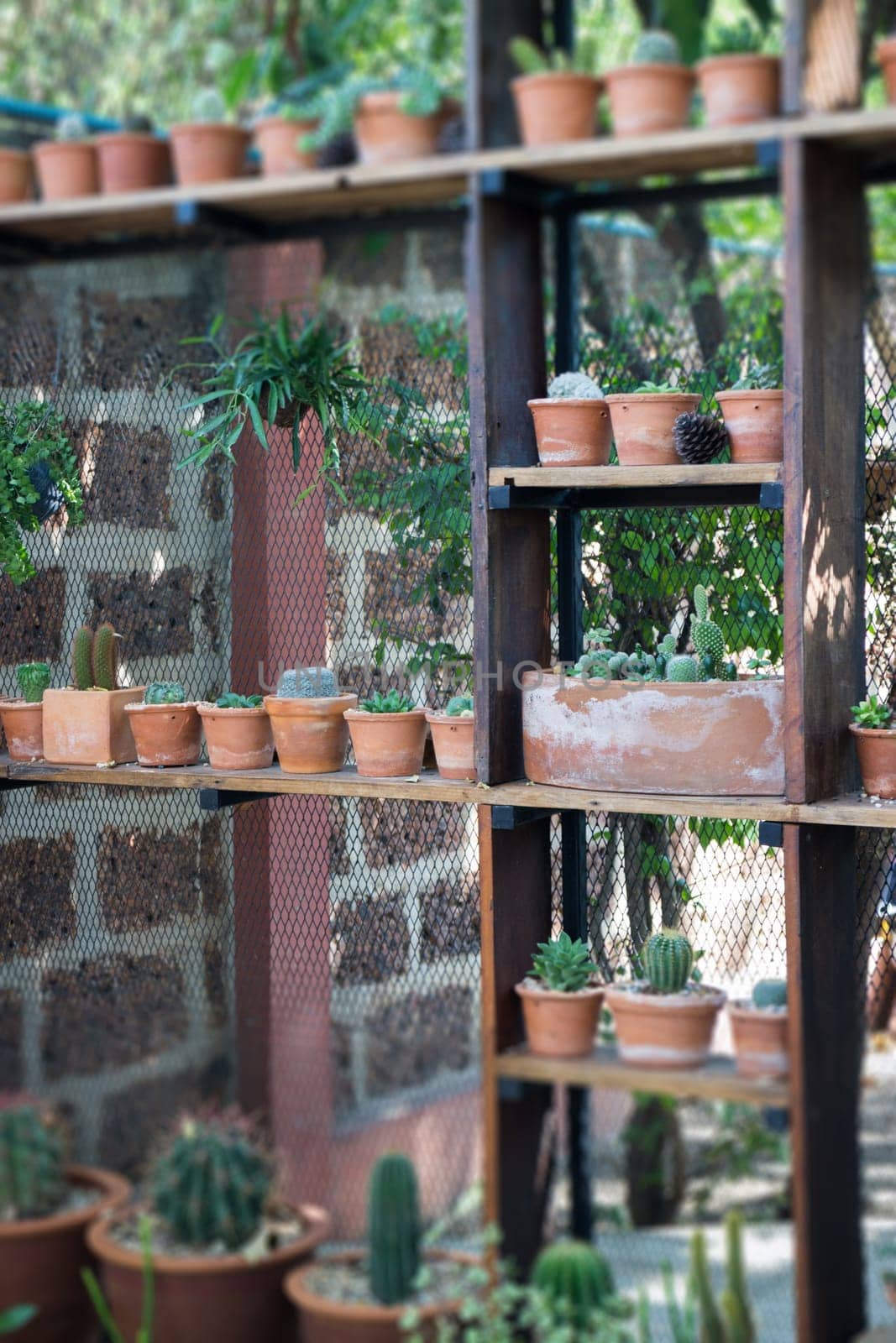 Vertical garden cactus plant pot in summer, stock photo
