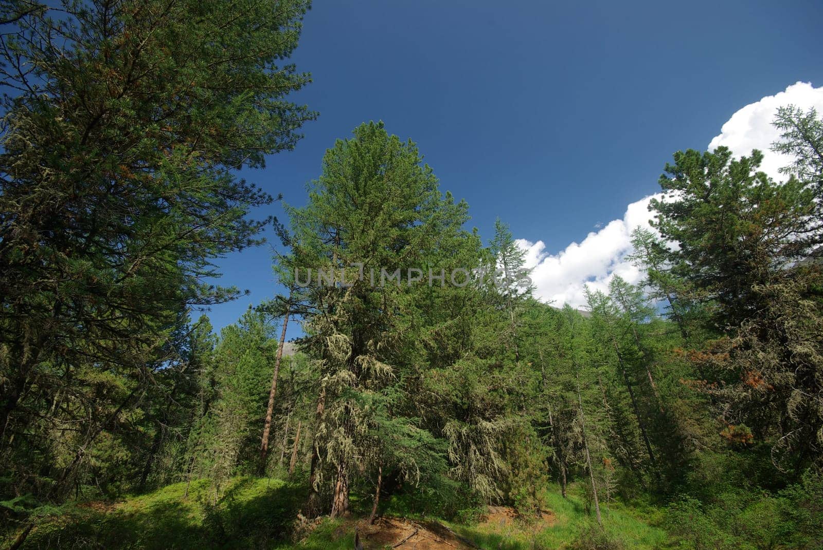Mountain landscape. Highlands, the mountain peaks, gorges and valleys. The stones on the slopes.
