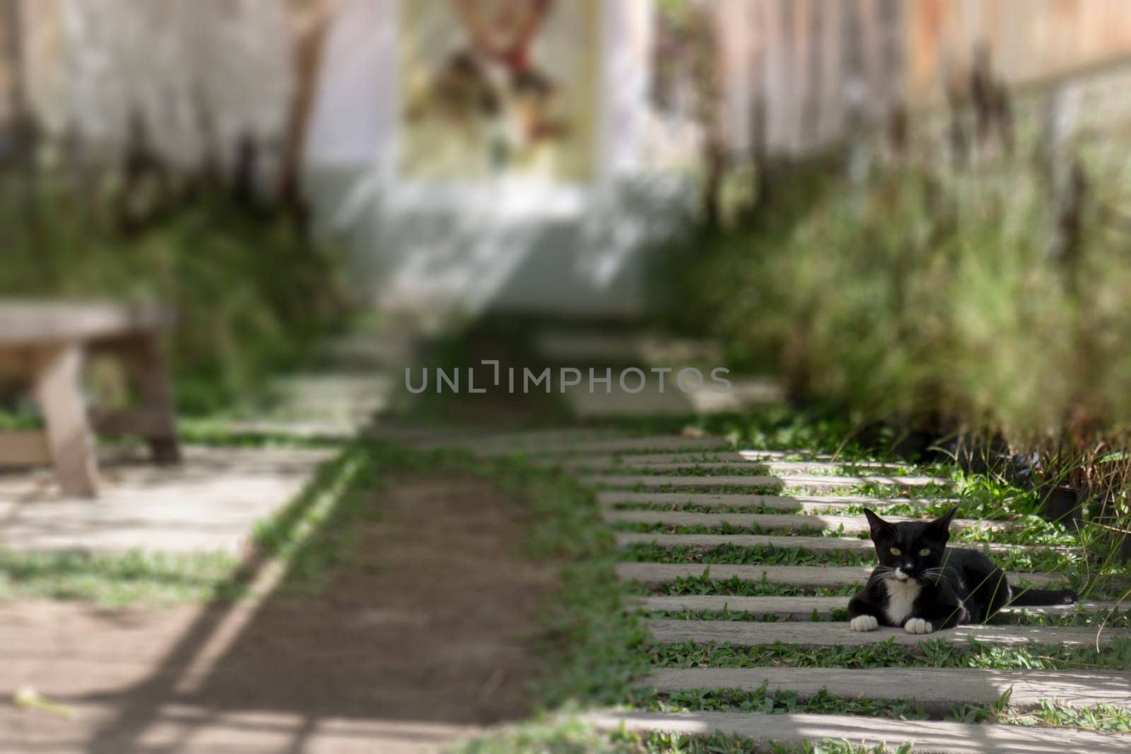 Cute black and white cat relax in the garden, stock photo