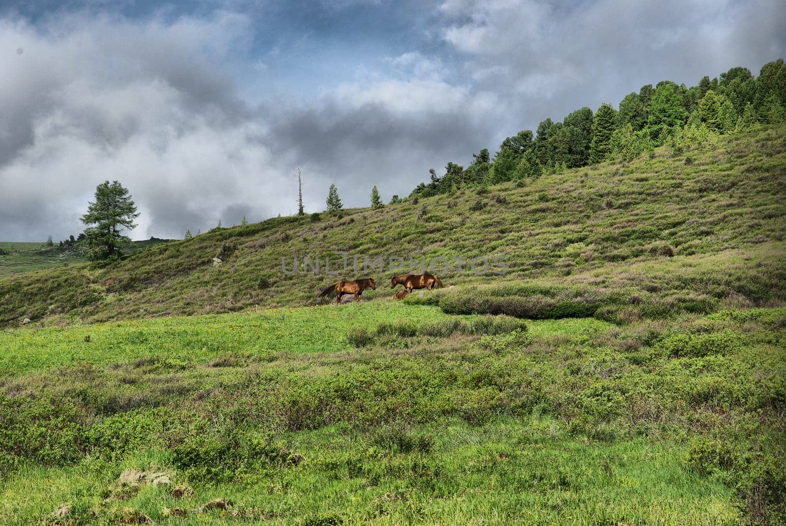 Mountain landscape. Highlands, the mountain peaks, gorges and valleys. The stones on the slopes.