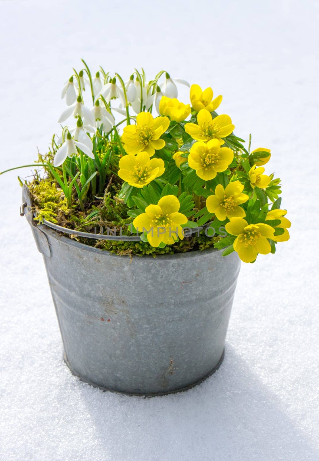 The first signs of spring. Winter aconite and snowdrops in a zinc pot stands in fresh snow