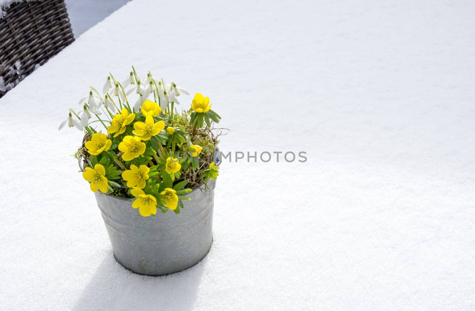 The first signs of spring. Winter aconite and snowdrops in a zinc pot stands in fresh snow
