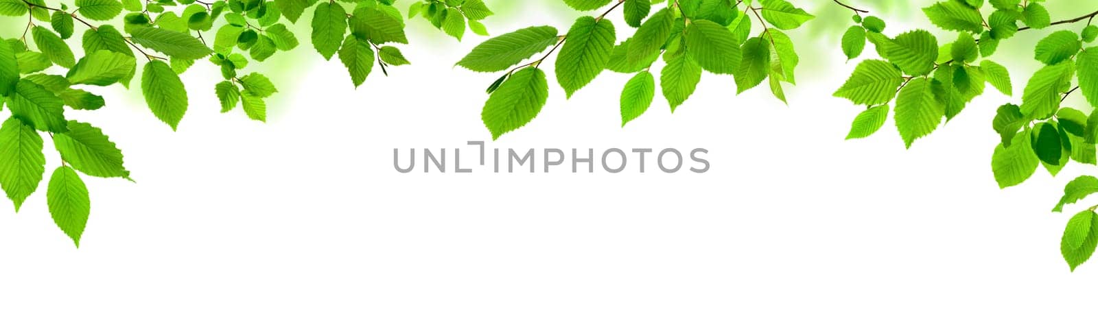 Green leaves isolated on white as an ornate panoramic nature border
