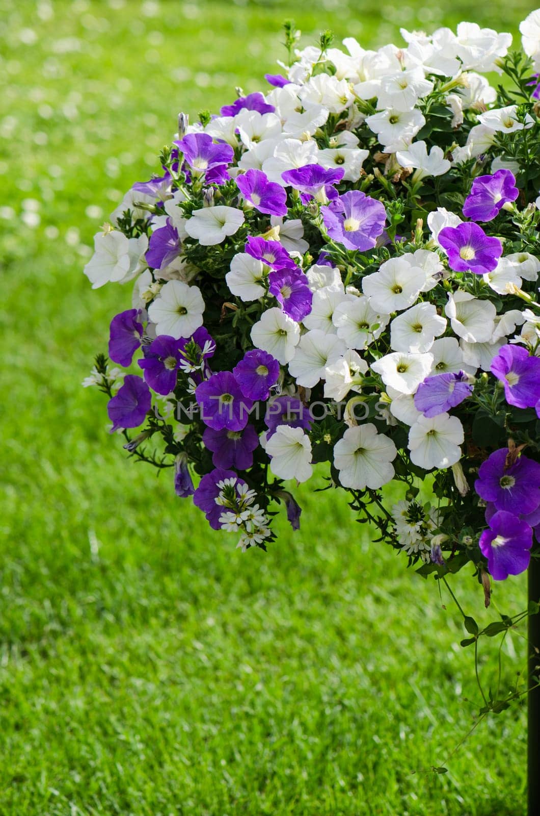 Beautiful white and purple petunia flowers close up