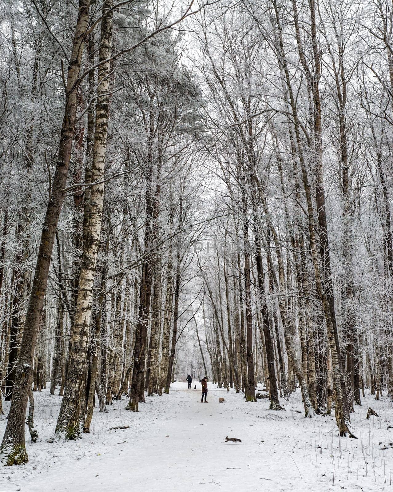 City park in the winter, the trees covered with hoarfrost